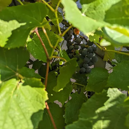 Апартаменты Fragola